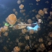 jellyfish_mastgias_jl_v_0169_pal3345_rv.jpg